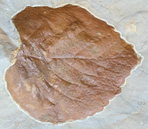 Paleocene Fossil Leaf (Davidia) - Montana #56679